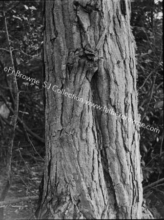 ROOSTS OF TREE-CREEPER